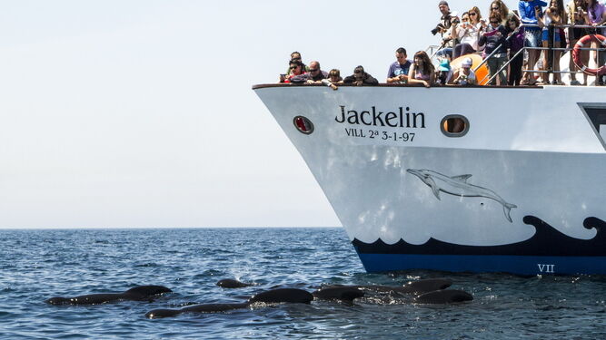 Turistas observan los cetáceos en el Estrecho.